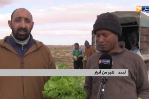 النعامة: محمد لقرع ..تجربة ناجحة في زراعة السلاطة في ظل غياب الدعم و الكهرباء