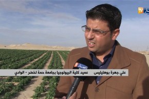 الوادي/ شراكة جزائرية هولندية لإنتاج البطاطا بمعايير دولية