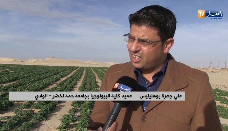 الوادي/ شراكة جزائرية هولندية لإنتاج البطاطا بمعايير دولية
