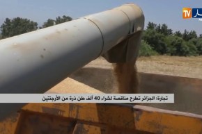 تجارة/ الجزائر تطرح مناقصة لشراء 40 ألف طن ذرة من الأرجنتين