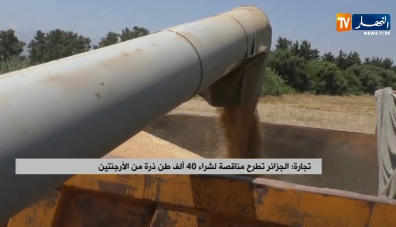 تجارة/ الجزائر تطرح مناقصة لشراء 40 ألف طن ذرة من الأرجنتين