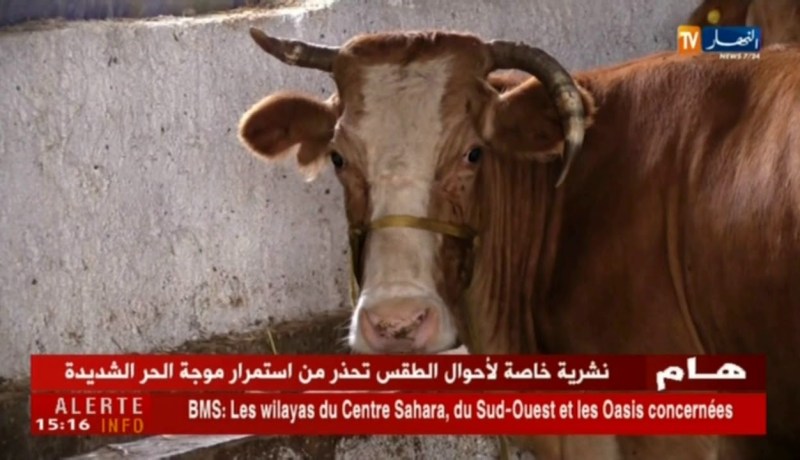 فلاحة/ “الحمى القلاعية”…هذه هي إجراءات الموالين لتجنبها !