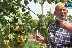 عين تموشنت: زراعة أجود أنواع العنب تعود بقوة إلى الحقول رغم العراقيل