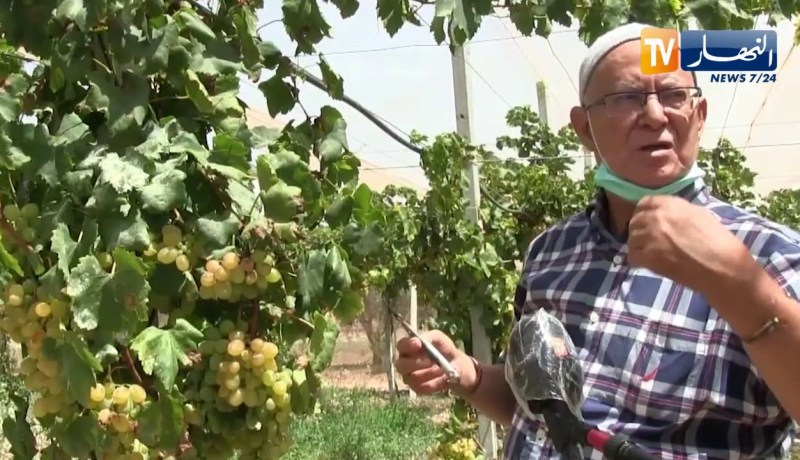 عين تموشنت: زراعة أجود أنواع العنب تعود بقوة إلى الحقول رغم العراقيل
