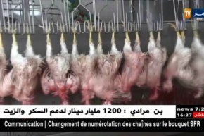 تبسة: الدعوة إلى تجاوز الحديث عن الصعق بفتح نقاش عام حول شعبة الدواجن