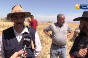 باتنة: سكان مركوندة يشرعون في حملة الحصاد بإحياء نظام التويزة