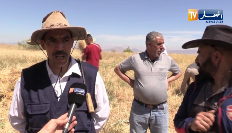 باتنة: سكان مركوندة يشرعون في حملة الحصاد بإحياء نظام التويزة