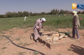 البيض: مياه الصرف الصحي  خطر بيئي وصحي يهدد نشاط الفلاحين بمنطقة الزريديب