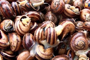 عين تموشنت: جمع الحلزون يتحول إلى مصدر رزق للشباب ..