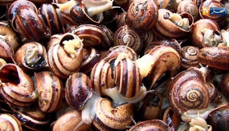 عين تموشنت: جمع الحلزون يتحول إلى مصدر رزق للشباب ..