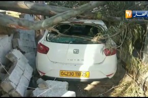 سكيكدة: الرياح تسقط شجرة على سيارة بقرية فيلالي عمار بعزابة