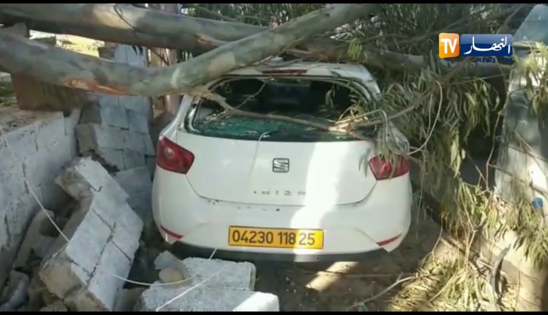 سكيكدة: الرياح تسقط شجرة على سيارة بقرية فيلالي عمار بعزابة