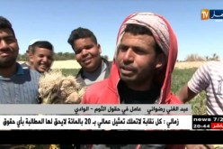 الوادي: منتجو الثوم يهددون برمي آلاف الأطنان من المحصول