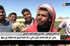 الوادي: منتجو الثوم يهددون برمي آلاف الأطنان من المحصول