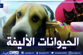 ثقافة: تربية الحيوانات الأليفة في المنازل