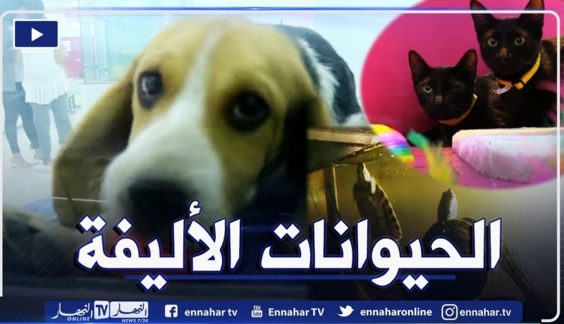 ثقافة: تربية الحيوانات الأليفة في المنازل