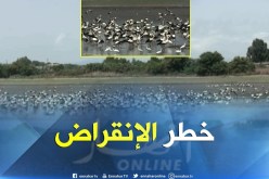 سكيكدة/ نفوق كميات كبيرة من الأسماك وطيور مهاجرة مهددة بـ “صنهاجة – قرباز”