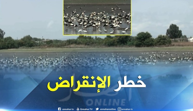سكيكدة/ نفوق كميات كبيرة من الأسماك وطيور مهاجرة مهددة بـ “صنهاجة – قرباز”