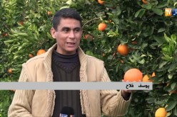 فلاحة: رغم نقص الإمكانيات.. سهول المتيجة تجود بأحسن أنواع الحمضيات