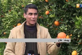 فلاحة: رغم نقص الإمكانيات.. سهول المتيجة تجود بأحسن أنواع الحمضيات