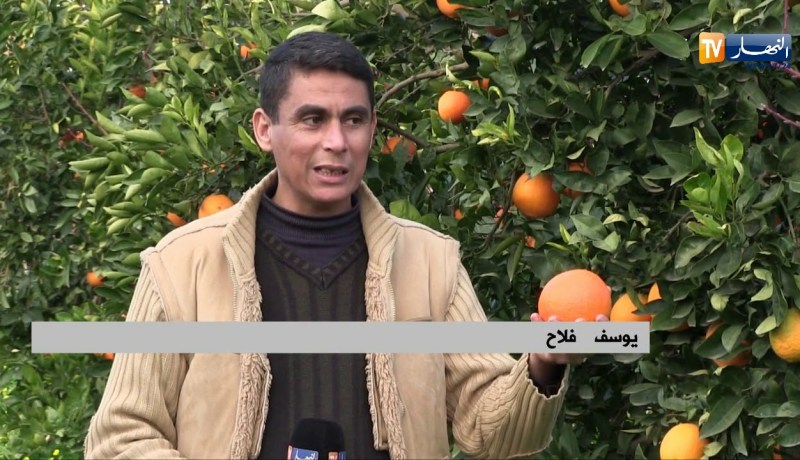 فلاحة: رغم نقص الإمكانيات.. سهول المتيجة تجود بأحسن أنواع الحمضيات