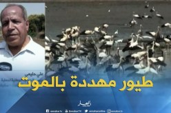 عشرات الأنواع من الطيور المهاجرة تواجه خطر الموت بالمسطحة المائية “الزاية”