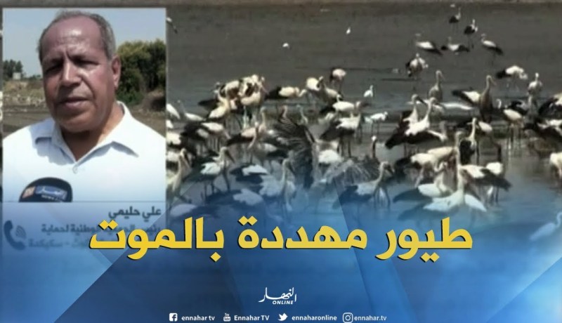 عشرات الأنواع من الطيور المهاجرة تواجه خطر الموت بالمسطحة المائية “الزاية”