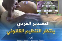 تجارة/ عمليات التصدير الفردية تتوالى في إنتظار تنظيم مهنة المصدر