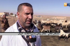 البيض: تلقيح الماشية ضد الحمى القلاعية.. بياطرة في مواجهة الوباء ونقص اللّقاح