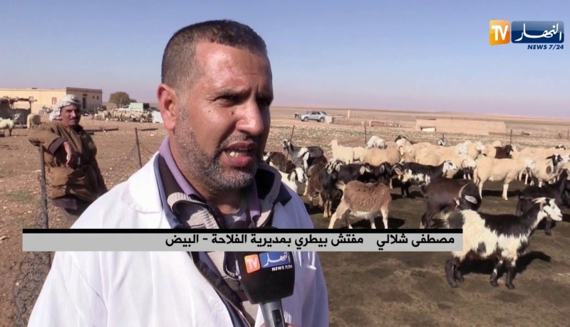 البيض: تلقيح الماشية ضد الحمى القلاعية.. بياطرة في مواجهة الوباء ونقص اللّقاح