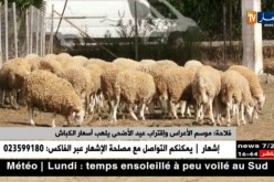 فلاحة/ موسم الأعراس وإقتراب عيد الأضحى يلهب أسعار الكباش