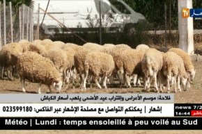 فلاحة/ موسم الأعراس وإقتراب عيد الأضحى يلهب أسعار الكباش