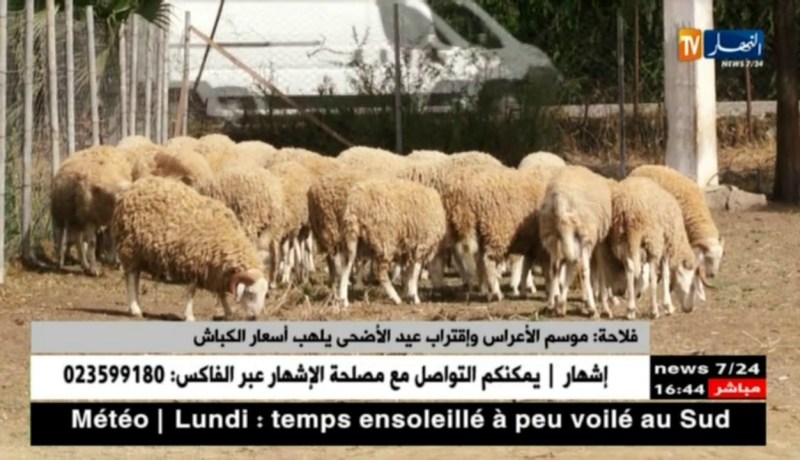 فلاحة/ موسم الأعراس وإقتراب عيد الأضحى يلهب أسعار الكباش