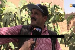 باتنة/ إنطلاق جني التين الشوكي ببلدية غسيرة