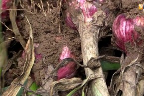 باتنة: أمطار ماي تؤخر عملية جني المحاصيل الزراعية