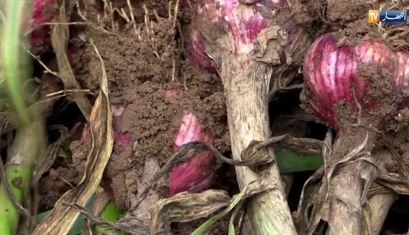 باتنة: أمطار ماي تؤخر عملية جني المحاصيل الزراعية