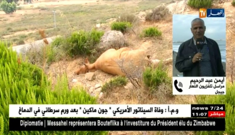 مراسل النهار بجيجل : ” السكان يعيشون حالة من الهلع بعد نفوق عدد من رؤوس الأبقار !! “