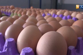تجارة: شروط حفظ البيض.. المشكلة المعقدة