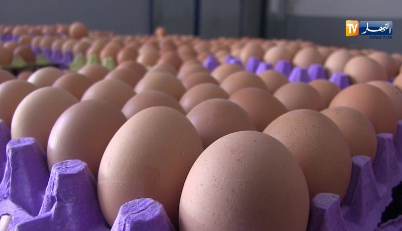 تجارة: شروط حفظ البيض.. المشكلة المعقدة