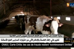 بجاية : القضاء على 43 رأسا من الأبقار المصابة بفيروس الحمى القلاعية !!