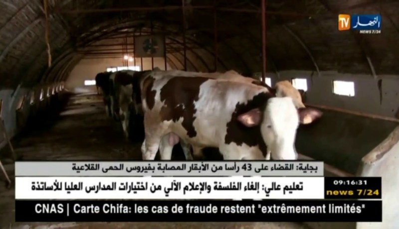 بجاية : القضاء على 43 رأسا من الأبقار المصابة بفيروس الحمى القلاعية !!