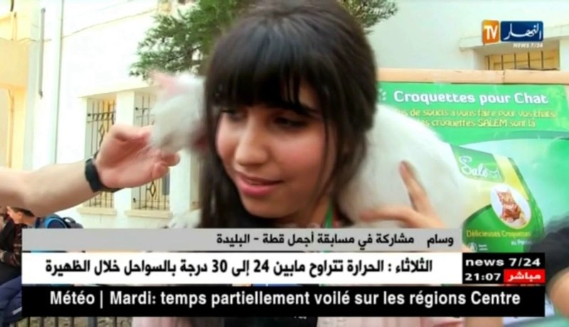 البليدة: القطط تتنافس على اللقب في مسابقة أجمل قطة