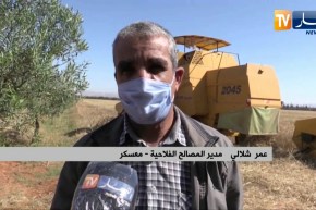 معسكر: إنطلاق عملية الحصاد وسط توقعات بإنتاج مليون قنطار من الحبوب