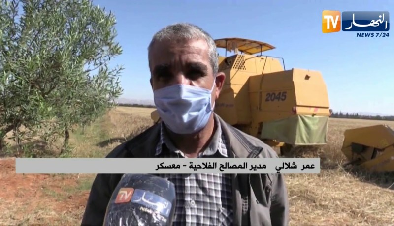 معسكر: إنطلاق عملية الحصاد وسط توقعات بإنتاج مليون قنطار من الحبوب