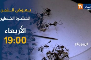 روبورتاج / بعوض النمر ..الحشرة الخطيرة.. تأتيكم أمسية الأربعاء 19:00