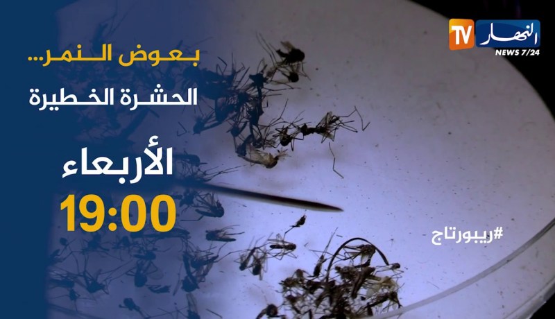 روبورتاج / بعوض النمر ..الحشرة الخطيرة.. تأتيكم أمسية الأربعاء 19:00