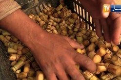 فلاحة: بعد نجاح تجربة زراعة القصب السكري .. أول مشتلة جزائرية بشراكة هندية
