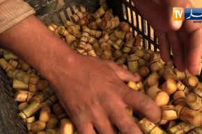 فلاحة: بعد نجاح تجربة زراعة القصب السكري .. أول مشتلة جزائرية بشراكة هندية