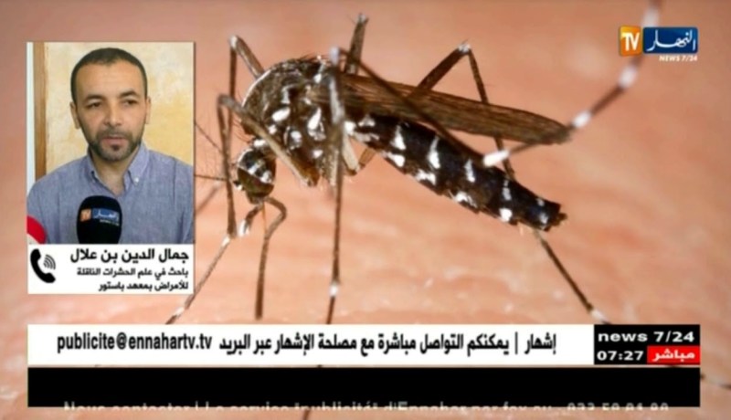 صحة: مختصون..الأعشاب والزيوت العطرية تقي من لسعات بعوض النمر