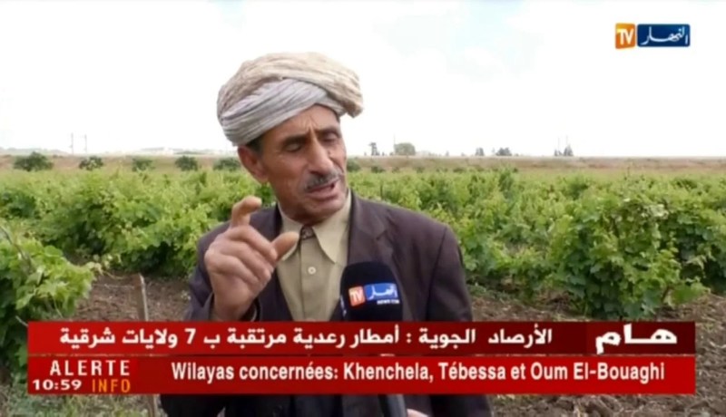 فلاحة: الحشرات والأمراض تهدد أشجار العنب بسبب الأمطار الأخيرة